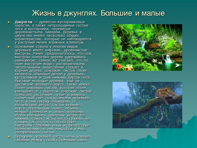 Жизнь в джунглях. Большие и малые Джунгли — древесно-кустарниковые заросли, а также непроходимые густые Жизнь в джунглях. Большие и малые Джунгли — древесно-кустарниковые заросли, а также непроходимые густые